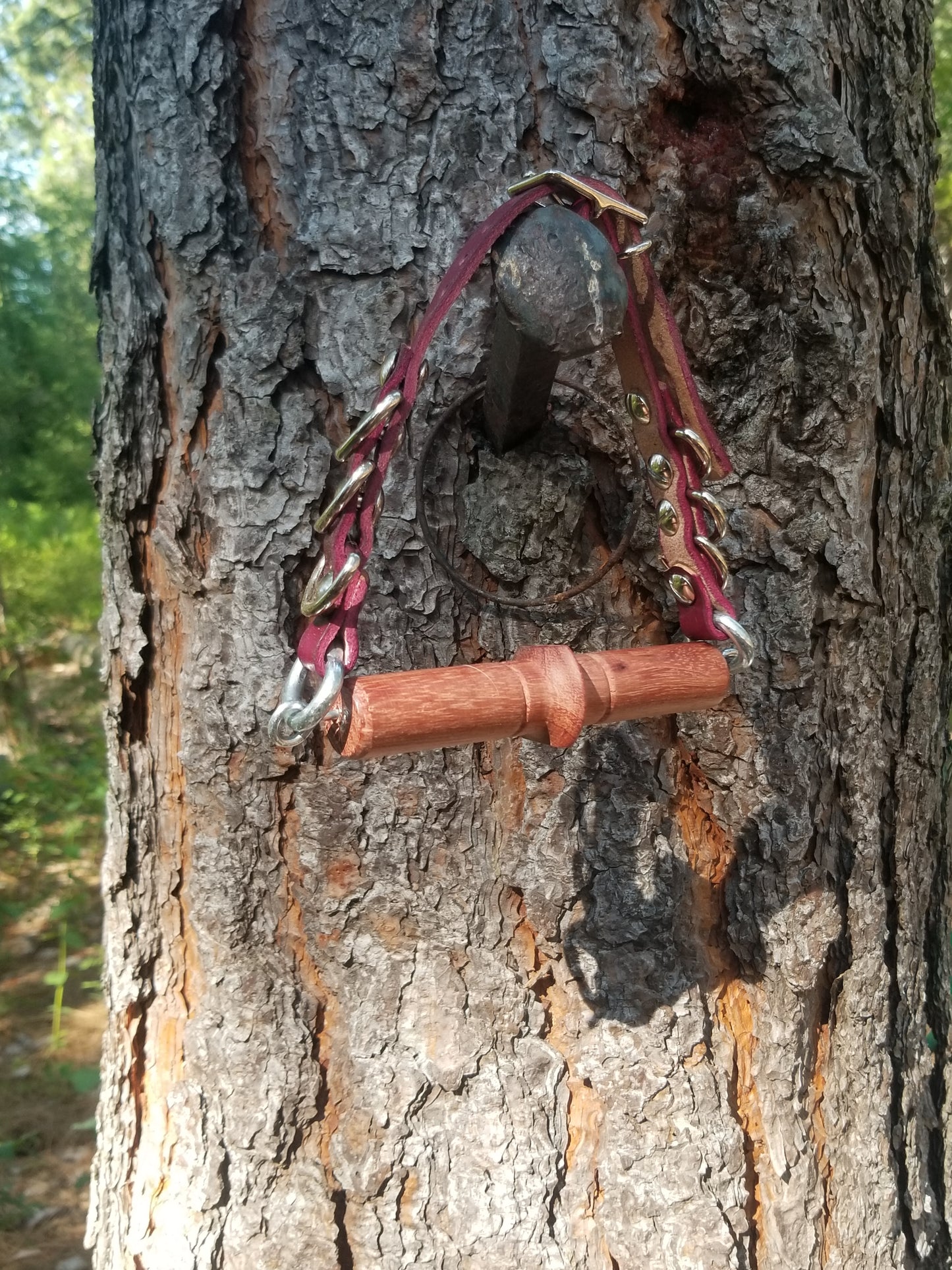 Picea Omorika Flat gag