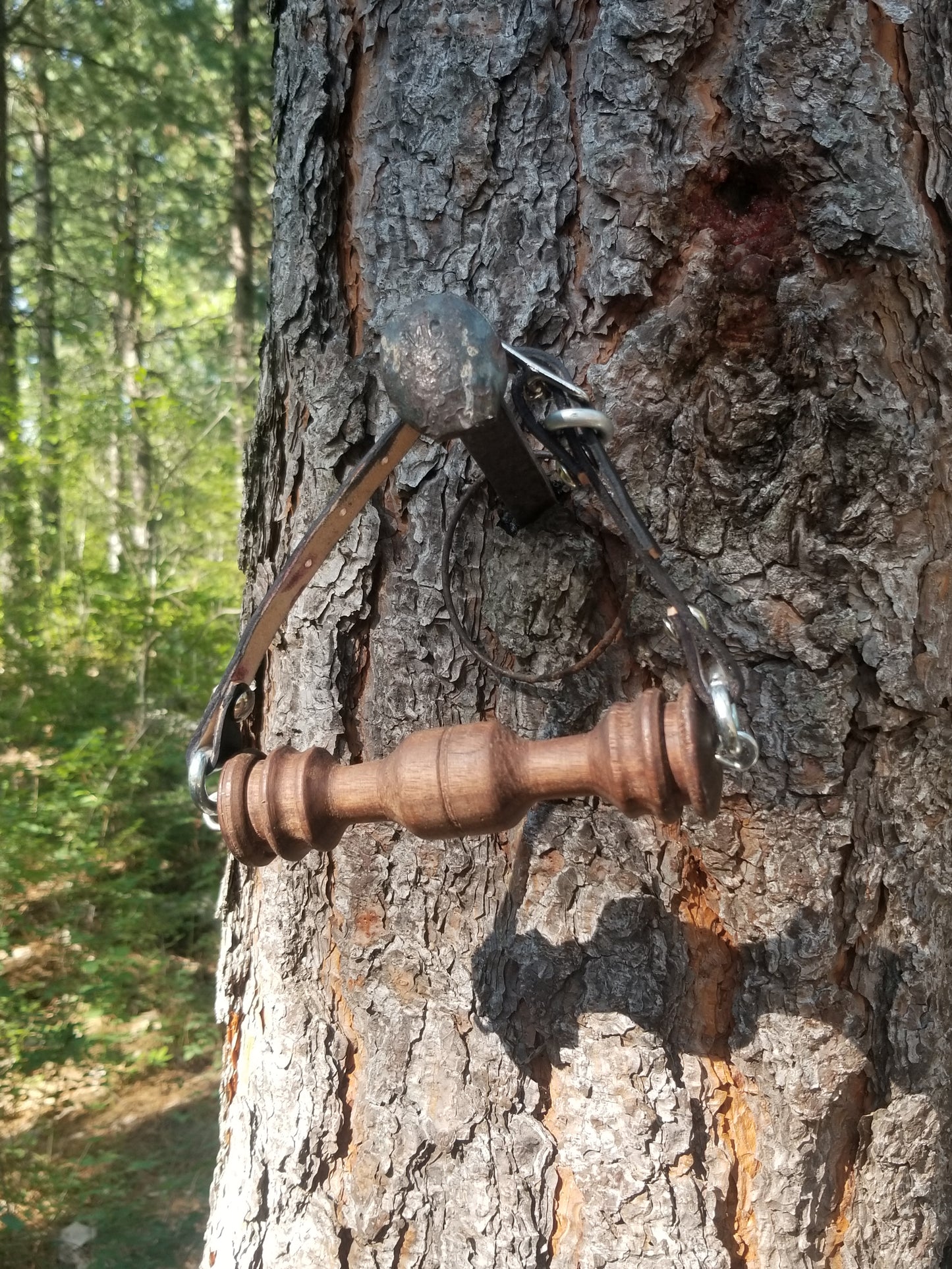 Pine Xl gag